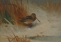 archibald thorburn snipe in the rushes A4 Photo Print