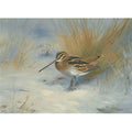 archibald thorburn snipe in the snow A4 Photo Print