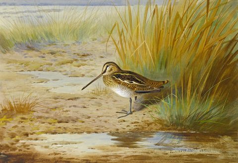 archibald thorburn snipe near water A4 Photo Print