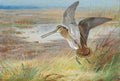 archibald thorburn snipe rising A4 Photo Print