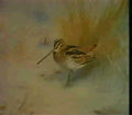 archibald thorburn snipe A4 Photo Print