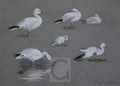 archibald thorburn snow geese studies A4 Photo Print