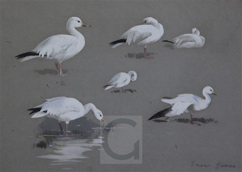 archibald thorburn snow geese studies A4 Photo Print