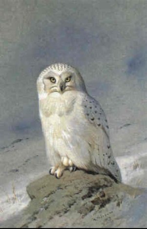 archibald thorburn snowy owl A4 Photo Print