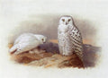 archibald thorburn snowy owls A4 Photo Print