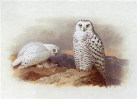 archibald thorburn snowy owls A4 Photo Print