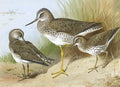 archibald thorburn solitary sandpiper and spotted sandpiper A4 Photo Print