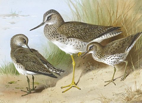 archibald thorburn solitary sandpiper and spotted sandpiper A4 Photo Print