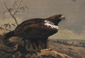 archibald thorburn spanish imperial eagle A4 Photo Print