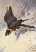 archibald thorburn sparrow hawk A4 Photo Print