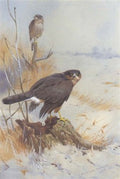 archibald thorburn sparrowhawk in winter A4 Photo Print