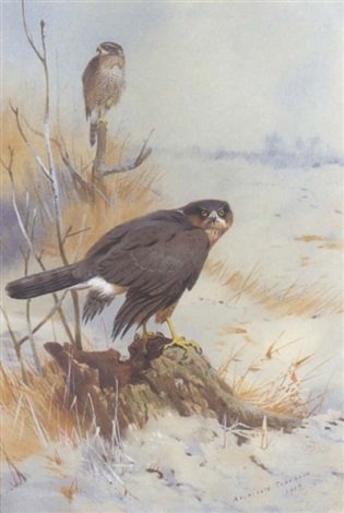 archibald thorburn sparrowhawk in winter A4 Photo Print