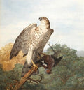archibald thorburn sparrowhawk on a branch with quarry A4 Photo Print