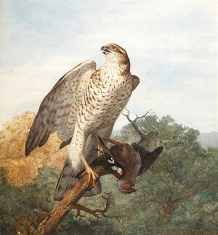 archibald thorburn sparrowhawk on a branch with quarry A4 Photo Print
