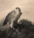 archibald thorburn sparrowhawk with its prey a chaffinch A4 Photo Print