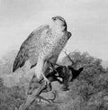 archibald thorburn sparrowhawk with prey A4 Photo Print