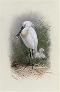 archibald thorburn spoonbill A4 Photo Print