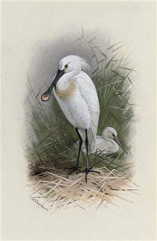 archibald thorburn spoonbill A4 Photo Print