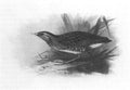 archibald thorburn spotted crake A4 Photo Print
