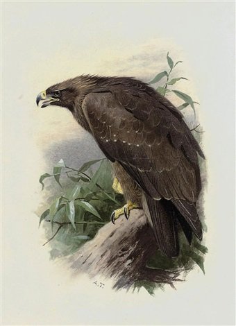 archibald thorburn spotted eagle A4 Photo Print