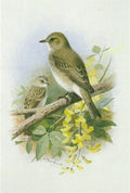 archibald thorburn spotted flycatchers A4 Photo Print