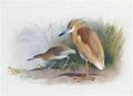 archibald thorburn squacco heron A4 Photo Print
