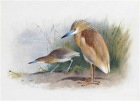archibald thorburn squacco heron A4 Photo Print