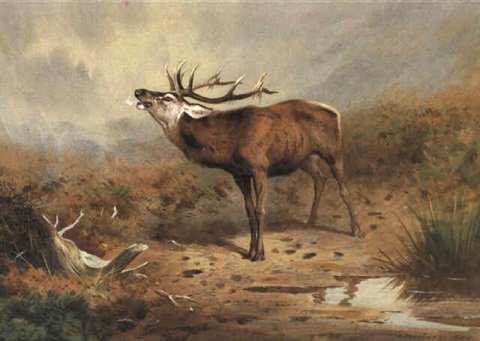 archibald thorburn stag roaring A4 Photo Print