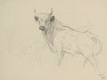 archibald thorburn standing cadzow bull study A4 Photo Print