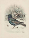 archibald thorburn starling A4 Photo Print