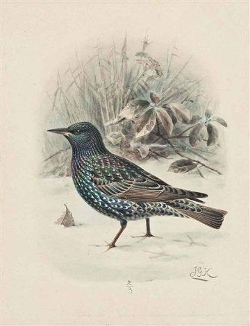 archibald thorburn starling A4 Photo Print