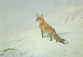 archibald thorburn startled red fox in the snow A4 Photo Print