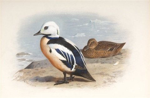 archibald thorburn stellers eider A4 Photo Print