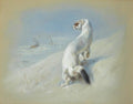 archibald thorburn stoat winter A4 Photo Print