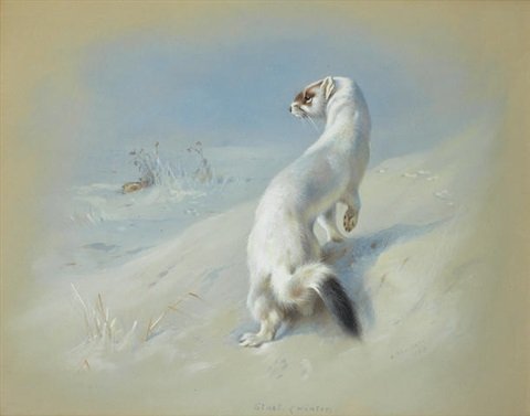 archibald thorburn stoat winter A4 Photo Print