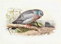 archibald thorburn stock dove A4 Photo Print