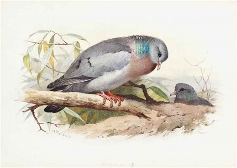 archibald thorburn stock dove A4 Photo Print