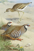 archibald thorburn stone curlew and red legged partridge A4 Photo Print