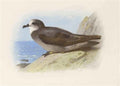 archibald thorburn storm petrel A4 Photo Print