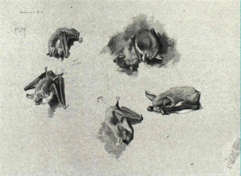 archibald thorburn studies of a bat A4 Photo Print
