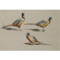 archibald thorburn studies of a cock pheasant A4 Photo Print