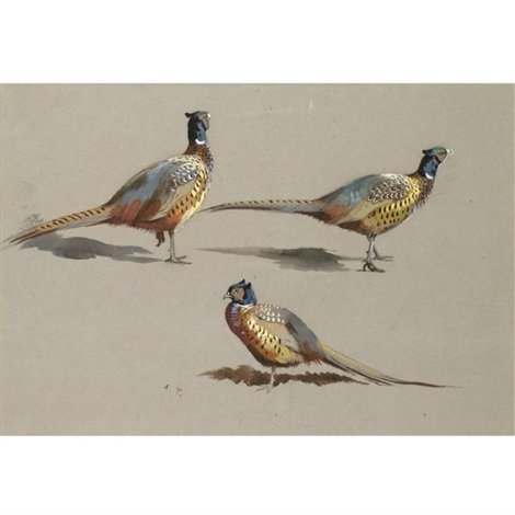archibald thorburn studies of a cock pheasant A4 Photo Print