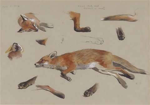 archibald thorburn studies of a fox A4 Photo Print