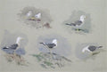 archibald thorburn studies of a herring gull A4 Photo Print