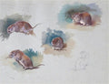 archibald thorburn studies of a mouse A4 Photo Print