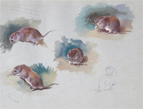archibald thorburn studies of a mouse A4 Photo Print