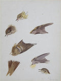 archibald thorburn studies of a thrush A4 Photo Print