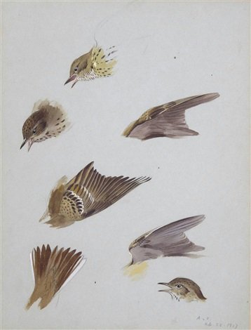 archibald thorburn studies of a thrush A4 Photo Print