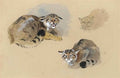 archibald thorburn studies of a wild cat A4 Photo Print