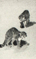 archibald thorburn studies of a wildcat A4 Photo Print